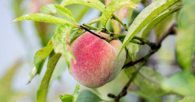 Growing, Caring for and Pruning Peach Trees - gardenersworld.com - Britain