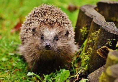 Creating a Hedgehog Haven in Your Garden: Ethical and Safe Approaches to Managing Pests - gardenadvice.co.uk