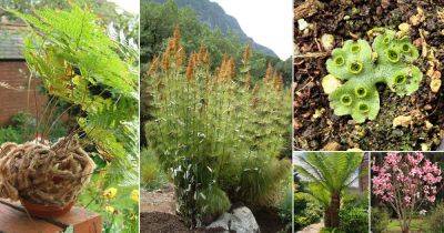 18 Prehistoric Plants You Can Still Grow in Your Garden - balconygardenweb.com
