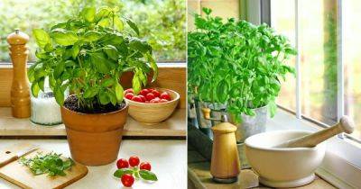 Growing Basil Indoors Year Round | Basil Plant Care - balconygardenweb.com