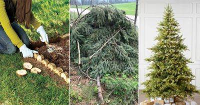 What to Do with Dead Christmas Tree? 12 Ideas - balconygardenweb.com
