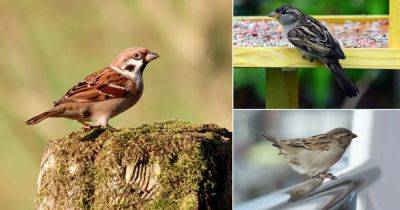 What Does it Mean When a Sparrow Visits You - balconygardenweb.com