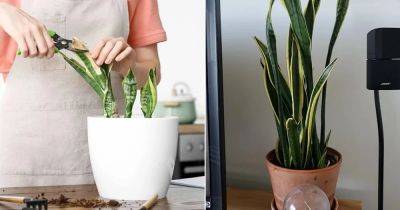 When and How To Prune A Snake Plant - balconygardenweb.com