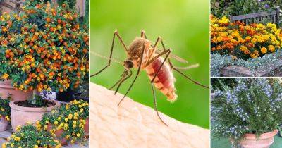 15 Flowers that Repel Mosquitoes - balconygardenweb.com