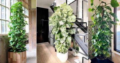 7 Top Tips on Growing Pothos as a Tree - balconygardenweb.com