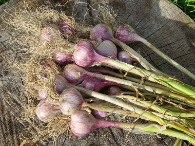 It's not too late to plant garlic - theprovince.com