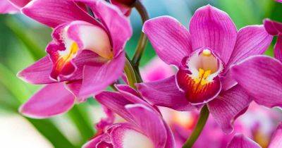 When and How to Repot Orchids - gardenerspath.com
