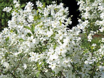 Grow Pearlbush (Exochorda Racemosa) For True Floral Treasures - gardeningknowhow.com - China