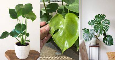 Monstera Fenestration Stages: When Does Monstera Leaves Split - balconygardenweb.com