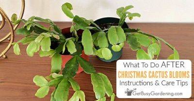 What To Do With Christmas Cactus After Blooming (5 Tips!) - getbusygardening.com