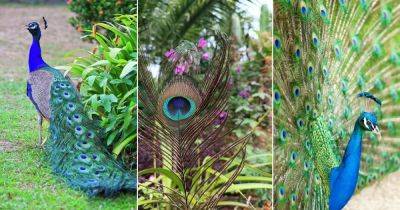 What is the Meaning of Peacock Feathers? - balconygardenweb.com - Greece
