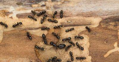 How to Get Rid of Carpenter Ants Before They Do Damage - hometalk.com