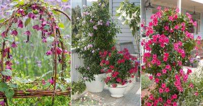 9 Stunning Vines with Pink Flowers - balconygardenweb.com - Mexico