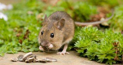 Wildlife watch: Field mouse - gardenersworld.com - Britain