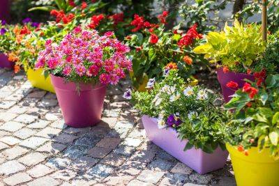 25 best plants for shallow pots and containers - growingfamily.co.uk