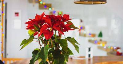 Eight things you need to know about growing poinsettias - gardenersworld.com - Portugal