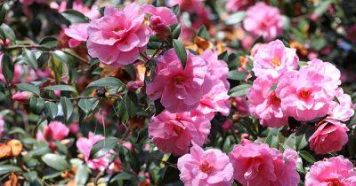 When and How to Transplant Camellias - gardenerspath.com