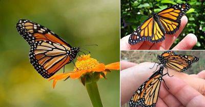 What Does it Mean When You See a Monarch Butterfly? - balconygardenweb.com