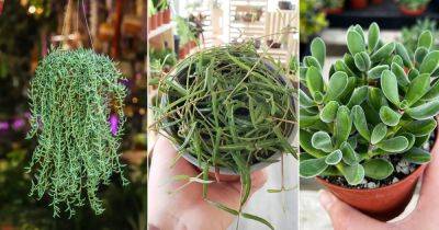 13 Succulents that Look Like Green Beans - balconygardenweb.com