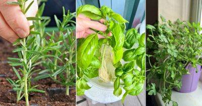 6 Best Indoor Herbs to Grow from Cuttings for Culinary Delights - balconygardenweb.com