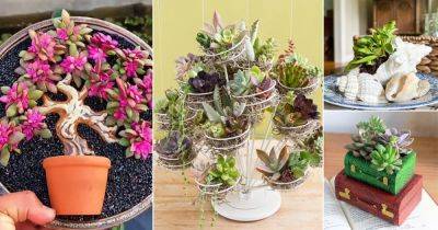 24 Ideas on Creating a Succulent Garden From Unusual Items - balconygardenweb.com