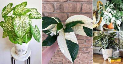 35 Stunning Indoor Plants with Green and White Leaves - balconygardenweb.com - China