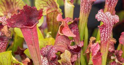 How to Identify and Control 11 Pitcher Plant Pests - gardenerspath.com