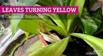 Snake plant leaves turning yellow: 9 causes and solutions - savvygardening.com - city Sansevieria