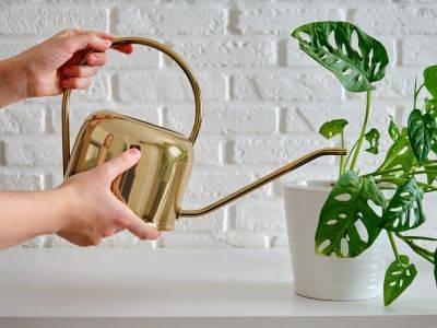 Find Out How Often To Water Indoor Plants – Why Lightly Is Best - gardeningknowhow.com