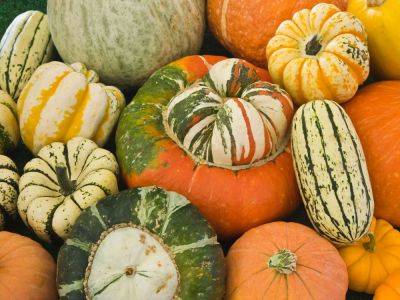 Sweetest Squash Varieties: 6 Of The Best For Every Edible Garden - gardeningknowhow.com