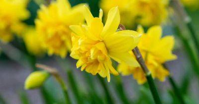 Your gardening questions answered: Is it too late to plant my bulbs? - irishtimes.com