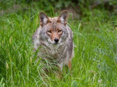 What Does It Mean When a Coyote Crosses Your Path - balconygardenweb.com - Usa - China