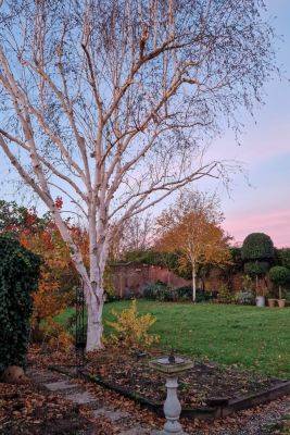 Top tips for trees – what you really need to know before you prune your trees - themiddlesizedgarden.co.uk