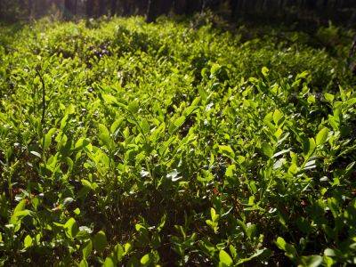 Blueberry Sod: Why Blueberries Are The Perfect Ground Cover - gardeningknowhow.com