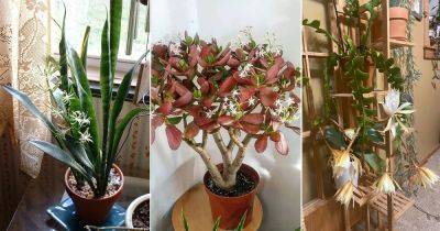 10 Indoor Plants that Grow Rare Beautiful Flowers - balconygardenweb.com