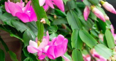 Why Is My Christmas Cactus Dropping Leaves? 7 Solutions - gardenerspath.com