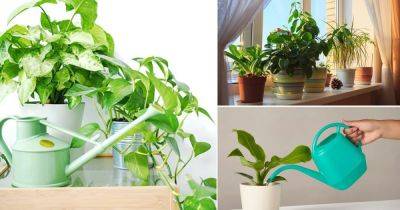How To Water Indoor Plants So They Never Die - balconygardenweb.com - China