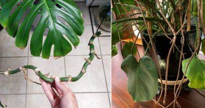 Monstera Node vs Aerial Roots: All the Differences - balconygardenweb.com
