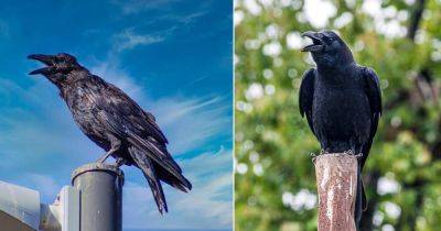 What Does it Mean When a Crow Caws? - balconygardenweb.com