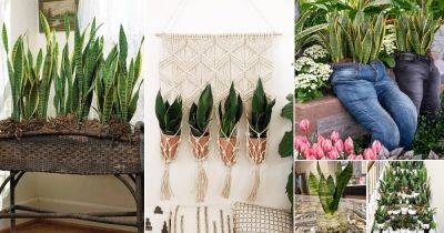 22 Different Ways to Grow Snake Plants | Snake Plant Growing Ideas - balconygardenweb.com