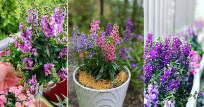 Angelonia Flower Meaning and Symbolism - balconygardenweb.com - Mexico