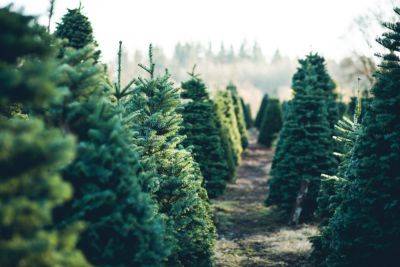 Christmas tree buying guide: top 10 tips - theenglishgarden.co.uk