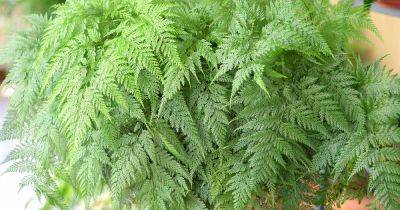 How to Grow and Care for Ferns Indoors - gardenerspath.com - Antarctica