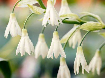 Try Summer Hyacinth (Ornithogalum Candicans) For Floral Sparkle - gardeningknowhow.com