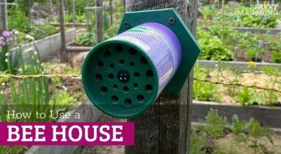How to Use a Bee House: Tips for Installation and Care - savvygardening.com