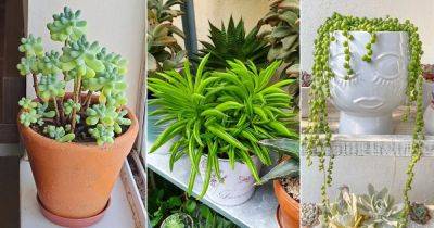 10 Succulents That Look Like Peas - balconygardenweb.com