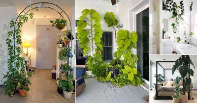 18 Cool Things You Can Do With Philodendrons in Home - balconygardenweb.com