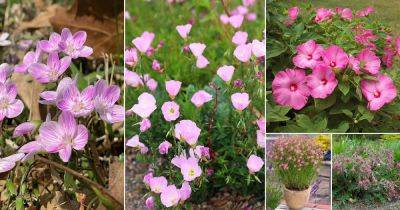 24 Best Pink Wildflowers - balconygardenweb.com - Usa