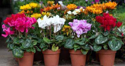 17 of the Best Flowering Houseplants for Low Light - gardenerspath.com