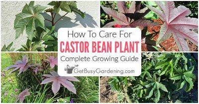 How To Care For Castor Bean Plant (Ricinus communis) - getbusygardening.com